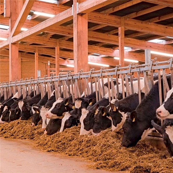 Luminaria LED estanca especial granjas AMMONIAK 149cm, 44W 57800Lm, CTT 3000K-4000K-6500K, IP69K