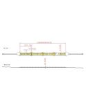 Tira LED en rollo de 5m TIRAS LED STRIPS 24V 14,4w/m IP20 3000K/4000K-medidas