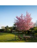 Farola exterior Sirmione para jardín alta 220 cm IP44 | LeónLeds Iluminación | Farola negra 3XE27 ambiente